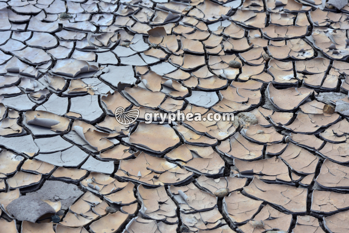 Fentes de dessication dans l'argile - gryphea.org